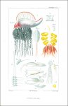 Cuvier, Georges: Les vers et les zoophytes décrits...
