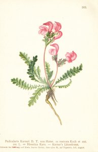 Dalla, Torre Karl Wilhelm von: Atlas der Alpenflora