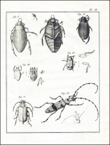 Geoffroy, Etienne-Louis: Histoire abregée des insectes, qui se trouvent aux environs de Paris; dans laquelle ces animaux sont rangés suivant un ordre méthodique