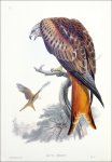 Gould, John - Gould, Elizabeth: (Rotmilan). Milvus regalis