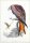 Gould, John - Gould, Elizabeth: (Rotmilan). Milvus regalis
