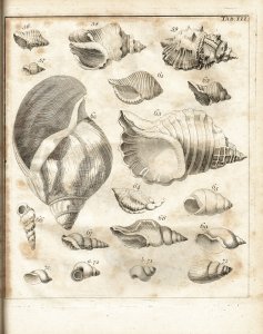 Klein, Jacob Theodor: Tentamen methodi ostracologicae sive dispositio naturalis cochlidum et concharum in suas classes, genera et species. / Lucubratiuncula de formatione, cremento et coloribus testarum, quae sunt cochlidum et concharum. / Commentariolum