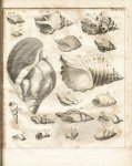 Klein, Jacob Theodor: Tentamen methodi ostracologicae...