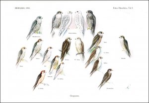 Kleinschmidt, Otto: Berajah, Zoographia infinita