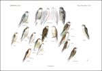 Kleinschmidt, Otto: Berajah, Zoographia infinita