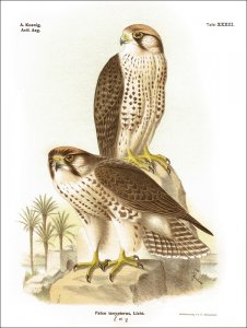 König, Alexander: Die Vögel am Nil von seiner Mündung bis in das Gebiet seiner Quellflüsse (Weißer Nil) auf Grund eigener Reisen und Beobachtungen dargestellt