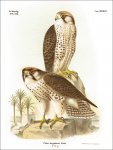 König, Alexander: Die Vögel am Nil von seiner...