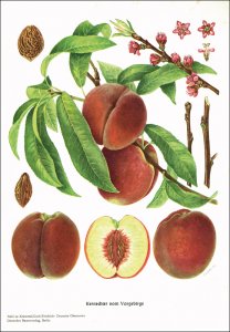 Krümmel, Hans - Groh, Wilhelm - Friedrich, Gerhard: Deutsche Obstsorten