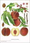 Krümmel, Hans - Groh, Wilhelm - Friedrich, Gerhard:...