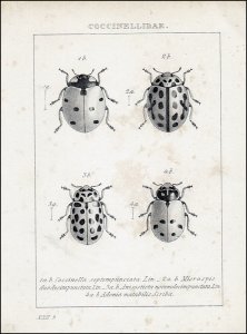 Küster, Heinrich Carl: Die Käfer Europas