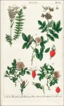 Lorek, Christian Gottlieb: Flora Prussica