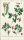Lorek, Christian Gottlieb: Flora Prussica