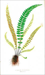 Lowe, Edward Joseph: Ferns: British and exotic