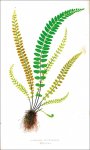 Lowe, Edward Joseph: Ferns: British and exotic