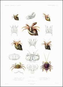 Lucas, Pierre Hippolyte: Histoire naturelle des animaux articulés