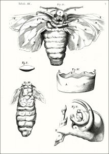 Malpighi, Marcello: Dissertatio Epistolica de Bombyce, societati Regiae, Londini ad Scientiam Naturalem promovendam institutae, dicata