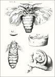 Malpighi, Marcello: Dissertatio Epistolica de Bombyce,...
