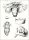 Malpighi, Marcello: Dissertatio Epistolica de Bombyce, societati Regiae, Londini ad Scientiam Naturalem promovendam institutae, dicata