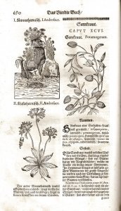 Matthiolus, Pietro Andrea: Neu vollkommenes Kräuter-Buch