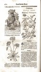 Matthiolus, Pietro Andrea: Neu vollkommenes...