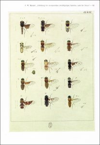 Meigen, Johann Wilhelm - Morge, Günter [Hrsg.]: Dipteren-Farbtafeln nach den bisher nicht veröffentlichten Original-Handzeichnungen Meigens: "Johann Wilhelm Meigen: Abbildungen der europaeischen zweiflügeligen Insecten nach der Natur". Pars I-III
