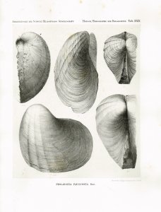 Moesch, Casimir: Monographien der Pholadomyen