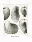 Moesch, Casimir: Monographien der Pholadomyen