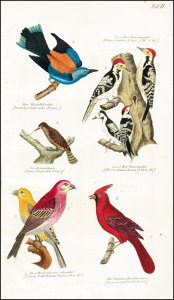 Bechstein, Johann Matthäus: Naturgeschichte der Stubenvögel oder Anleitung zur Kenntniß, Wartung, Zähmung, Fortpflanzung und zum Fang derjenigen in- und ausländischen Vögel, welche man in der Stube halten kann