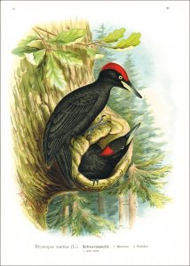 Naumann, Johann Andreas: Naturgeschichte der Vögel Mitteleuropas