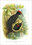 Naumann, Johann Andreas: Naturgeschichte der Vögel...