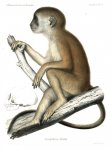 Peters, Wilhelm Carl Hartwig: Naturwissenschaftliche...