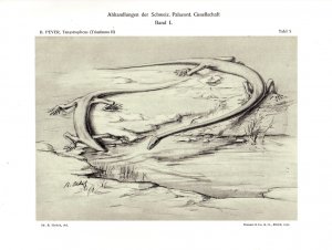 Peyer, Bernhard: Die Triasfauna der Tessiner Kalkalpen