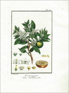 Philibert, J. C.: Exercises de Botanique, à lusage des commençans