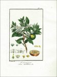 Philibert, J. C.: Exercises de Botanique, à lusage...