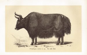 Prschewalski, Nikola Mikhalovich: Reisen in Tibet und am oberen Lauf des Gelben Flusses in den Jahren 1879 bis 1880
