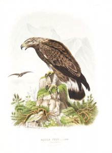 Riesenthal, Oskar von: Die Raubvögel Deutschlands und des angrenzenden Mitteleuropas