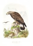 Riesenthal, Oskar von: Die Raubvögel Deutschlands...