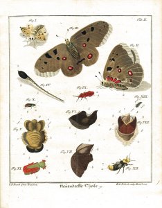 Schäffer, Jacob Christian: Abhandlungen von Insecten