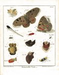 Schäffer, Jacob Christian: Abhandlungen von Insecten