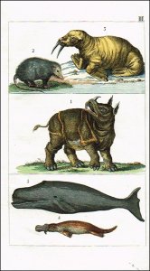 Schinz, Heinrich Rud.: Lehrbuch der Naturgeschichte für Schulen und zum Selbstunterricht