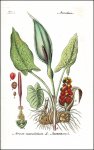 Schlechtendal, Diederich Franz Leonhard von - Schenk,...