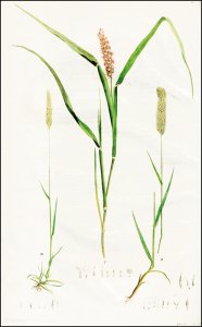 Schreber, Johann Christian Daniel von: Beschreibung der Gräser nebst ihren Abbildungen nach der Natur
