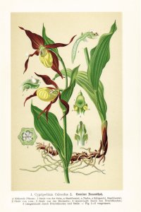 Schulze, Max: Die Orchidaceen Deutschlands, Deutsch-Oesterreichs und der Schweiz