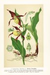 Schulze, Max: Die Orchidaceen Deutschlands,...