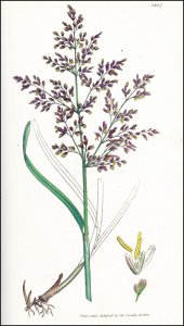Sowerby, James: Sammelband mit Tafeln von Gräsern