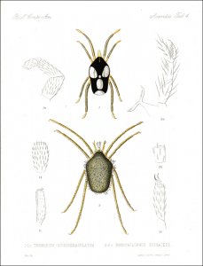 Stoll, Otto: Arachnida Acaridea