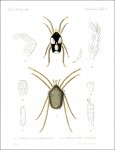 Stoll, Otto: Arachnida Acaridea