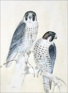 Weick, Friedhelm: Wanderfalkenpärchen