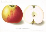 Lauche,Wilhelm (Hrsg.): Deutsche Pomologie