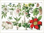 Schubert, Gotthilf Heinrich v., Naturgeschichte des...